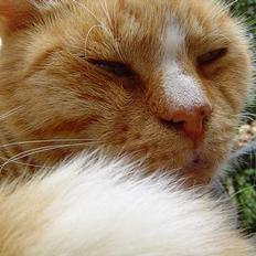 Blanding af racer Pussi **død**