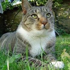 Blanding af racer Simba