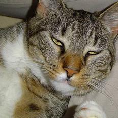 Blanding af racer Simba