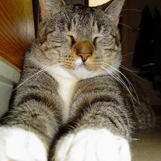 Blanding af racer Simba