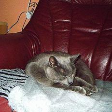 Huskat Memse   (Død)