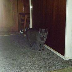 Huskat Memse   (Død)