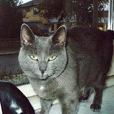 Huskat Memse   (Død)