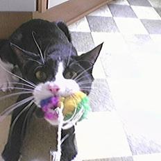 Blanding af racer Dino