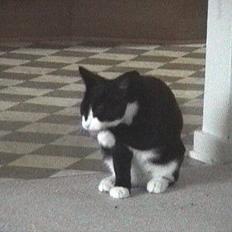 Blanding af racer Dino