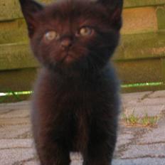 Blanding af racer Pjuske(har den ikke mere)