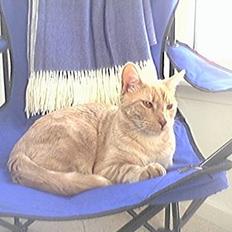 Blanding af racer Tiger