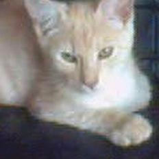 Blanding af racer Tiger