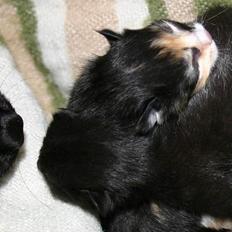 Blanding af racer Stella(har den ikke mere)