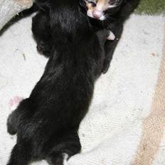 Blanding af racer Zoro (Død 1 januar)