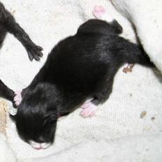 Blanding af racer Zoro (Død 1 januar)