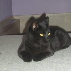 Blanding af racer Lucky (bette missen)