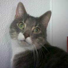 Blanding af racer Dimitri