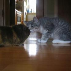 Blanding af racer Dimitri