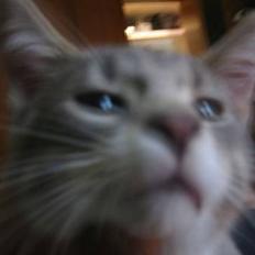 Blanding af racer Dimitri