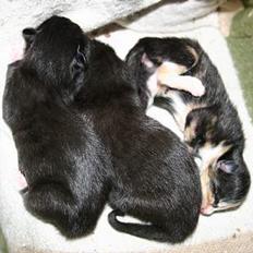 Blanding af racer Zoro (Død 1 januar)