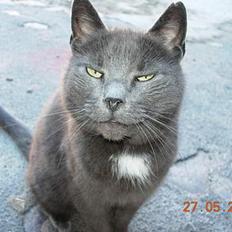 Blanding af racer Dollie