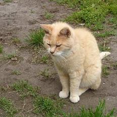 Huskat Sibastian *DØD*