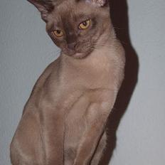 Burmeser PR DK*Chagall's Durin