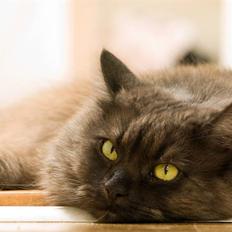 Blanding af racer Bonnie