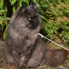 Blanding af racer Bonnie