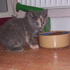 Blanding af racer lucky