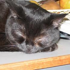 British Shorthair Kassio