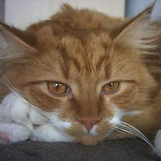 Blanding af racer Bobo