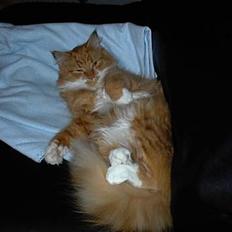 Blanding af racer Bobo