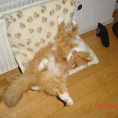 Blanding af racer Bobo