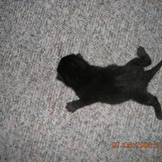 Blanding af racer Pjuske(har den ikke mere)