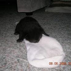 Blanding af racer Pjuske(har den ikke mere)