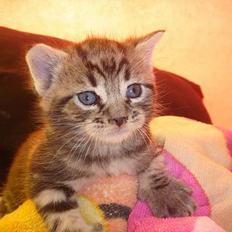 Huskat Marvin *DØD*