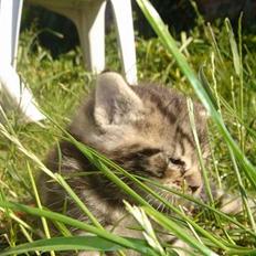 Huskat Marvin *DØD*