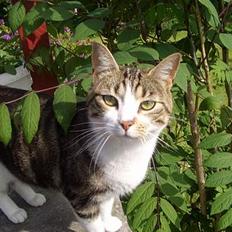 Blanding af racer Malli