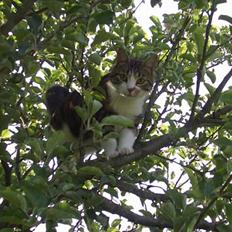 Blanding af racer Malli