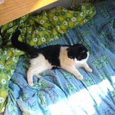 Blanding af racer kisling (død)