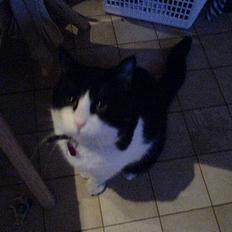 Blanding af racer kisling (død)