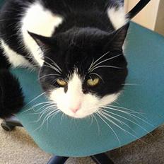 Blanding af racer kisling (død)