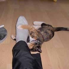 Blanding af racer Yasmin