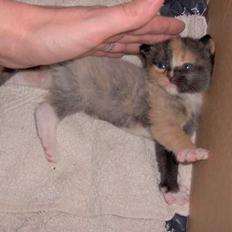 Blanding af racer Yasmin