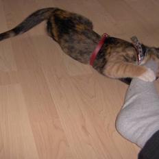 Blanding af racer Yasmin