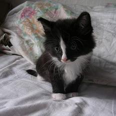 Norsk Skovkat Pjuske