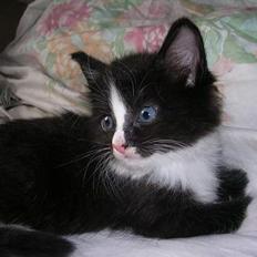 Norsk Skovkat Pjuske