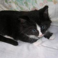 Norsk Skovkat Pjuske