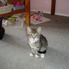 Blanding af racer Stribe