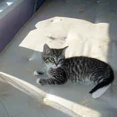 Blanding af racer Stribe