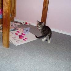 Blanding af racer Stribe