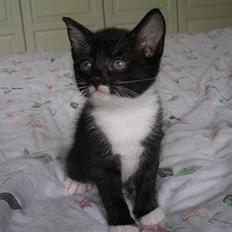 Huskat Mis [ solgt ]