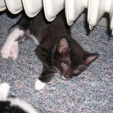 Huskat Mis [ solgt ]